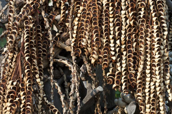 Slice Dried Betel Nut or Areca nut — Stock Photo, Image