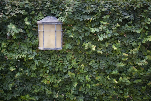 緑の壁のランプ — ストック写真