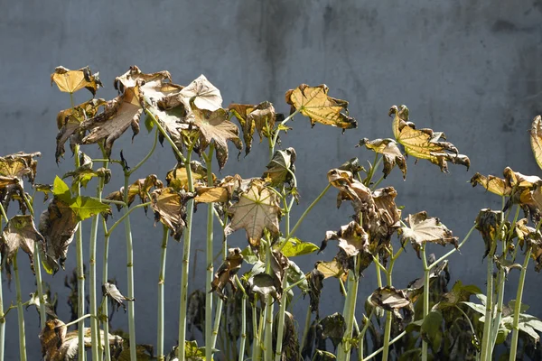 Herbicide effect — Stockfoto