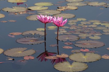 Two lotus in pond clipart