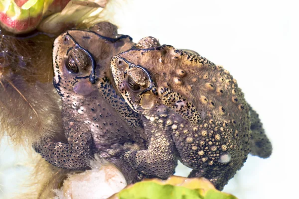 Couple Toad — Stock Photo, Image