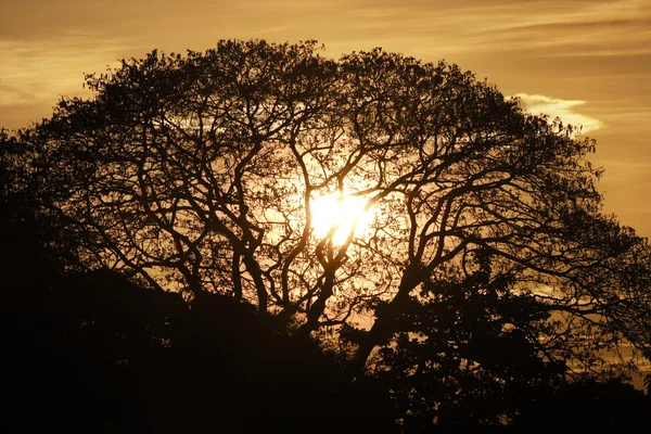 Silhouette d'Albizia saman ou saman, arbre de pluie , — Photo