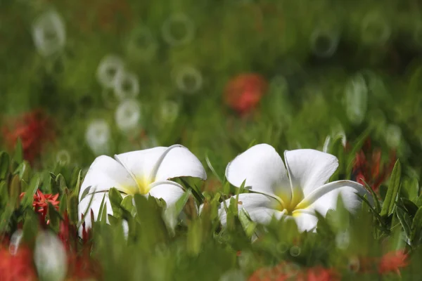 Dos flores Frangipani —  Fotos de Stock