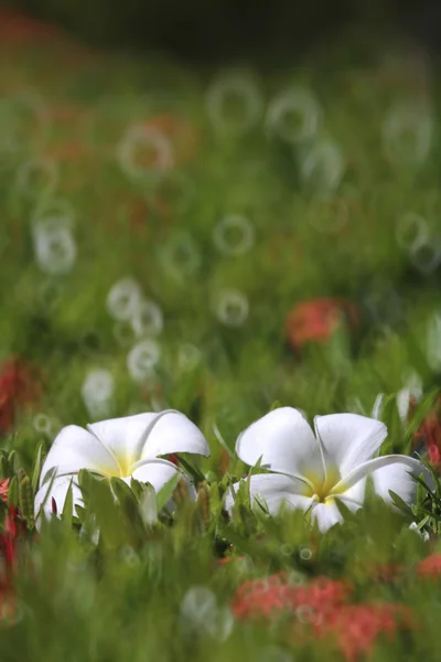 Frangipani-Blüte — Stockfoto