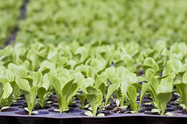 Unga vegetabiliska plantor — Stockfoto
