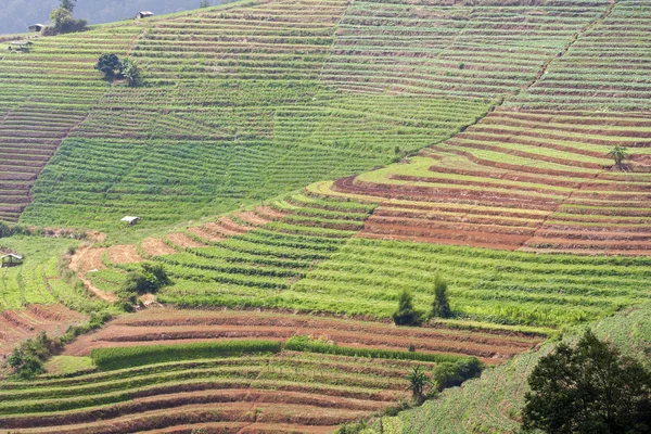 Terraza campo vegetal — Foto de Stock