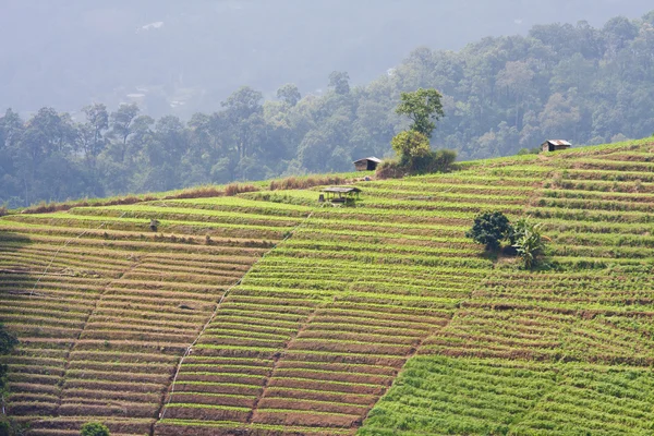 Terraced Vegetable Field — Stock Photo, Image