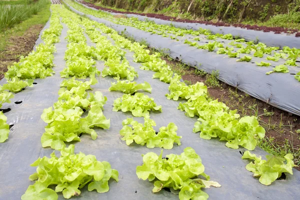 Gemüsegarten mit Plastikfolie in Land geschützt. — Stockfoto