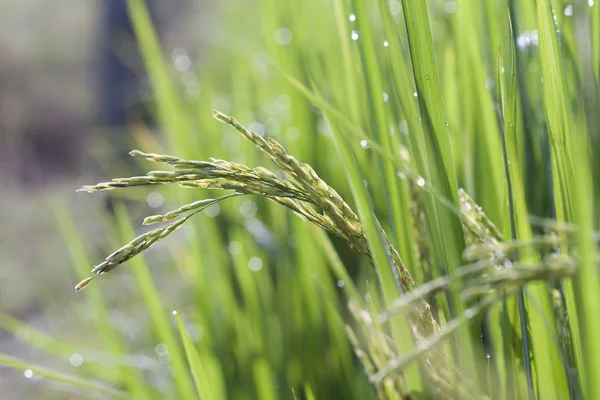 Reis im Feld — Stockfoto