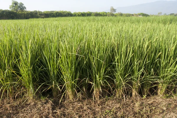Ris i fältet — Stockfoto