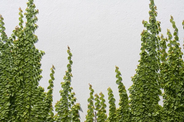 Climbing Ficus pumila on white wall — Stock Photo, Image