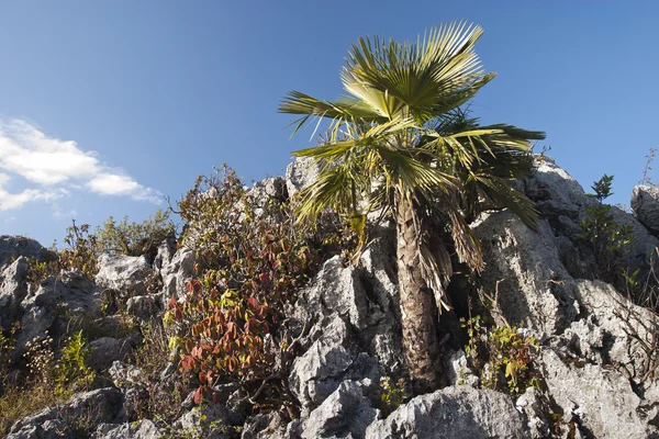 Thailändska berg fan palm — Stockfoto