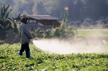 soya sahada tarım ilacı püskürtme çiftçi