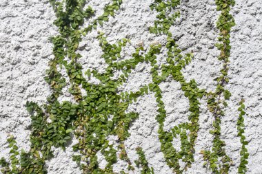 Ficus pumila beyaz duvara tırmanma