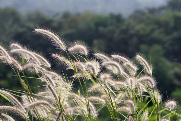 바람에 꽃 잔디 — 스톡 사진