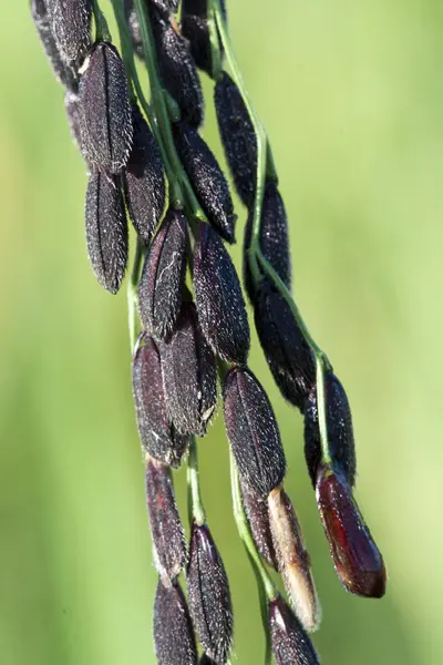Black rice seeds in field — Stock Photo, Image