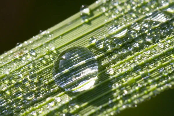 Foglia verde macro con gocce — Foto Stock