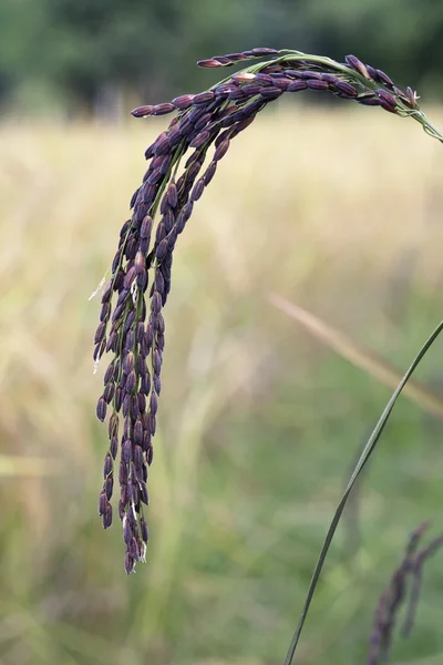 Paddy black rice in field, Thailand — Stock Photo, Image