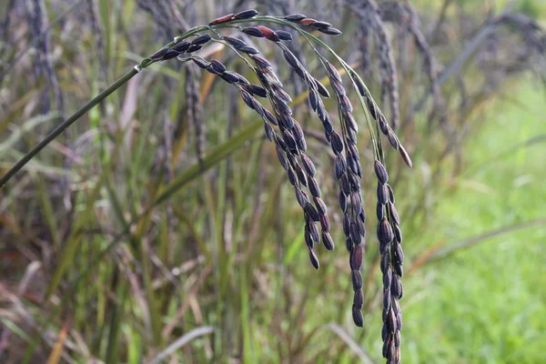 Arroz preto paddy em campo, Tailândia — Fotografia de Stock