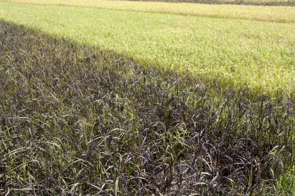 Weiße und schwarze Reisfelder auf dem Feld — Stockfoto