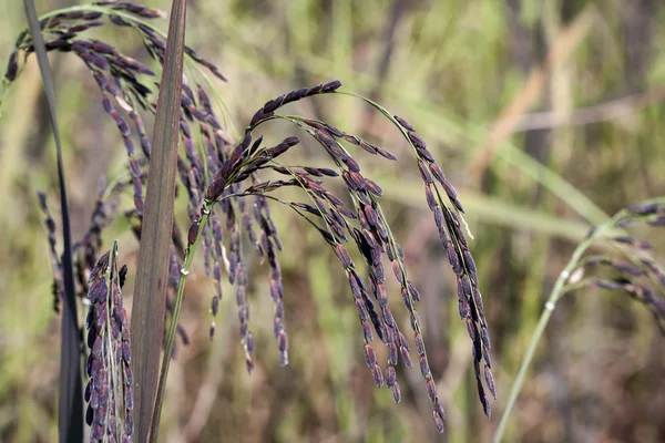 Preto paddy no campo — Fotografia de Stock