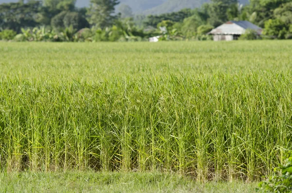 Rijst in veld — Stockfoto