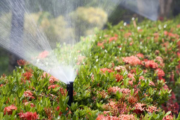 Дождевальная головка поливает куст и траву — стоковое фото