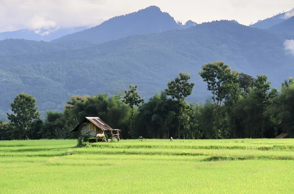Zöld rizsültetvény — Stock Fotó