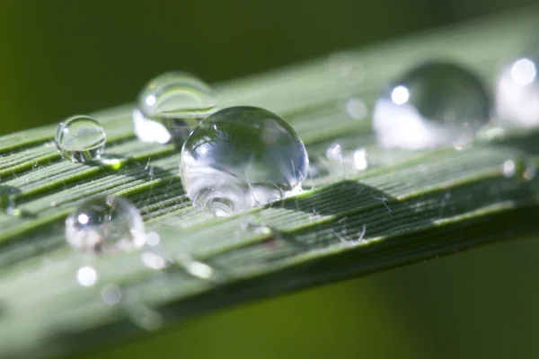 Macro green leaf with drops — Stock Photo, Image
