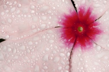 çiğ damlaları ile Cezayir menekşesi.