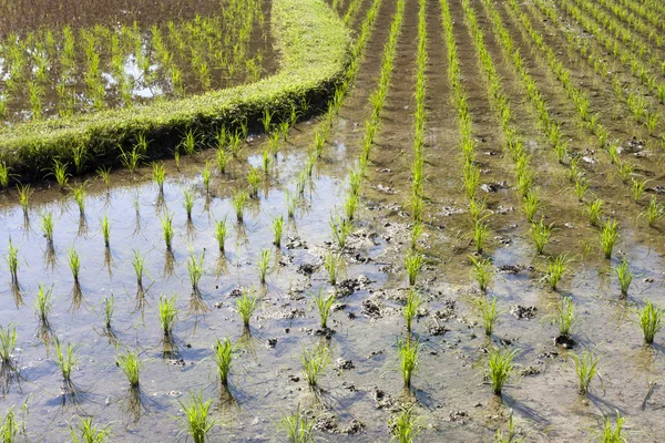 Jeunes pousses de riz prêtes à pousser dans la rizière — Photo