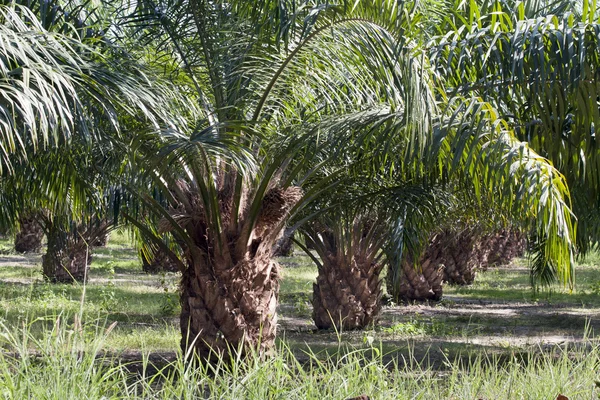 Olja palm plantation — Stockfoto