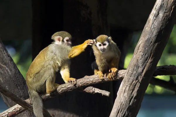 Squirrel monkey (Saimiri sciureus) — Stock Photo, Image