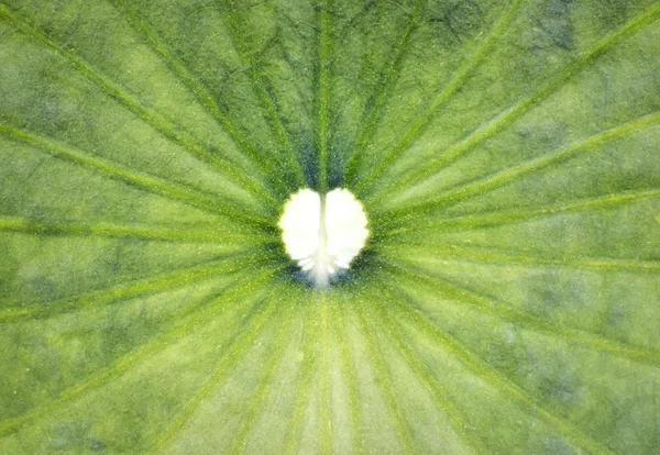 Hart vorm in lotus blad — Stockfoto