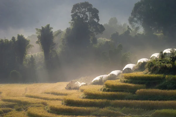 Niebla matutina en campo de arroz con terrazas amarillas —  Fotos de Stock