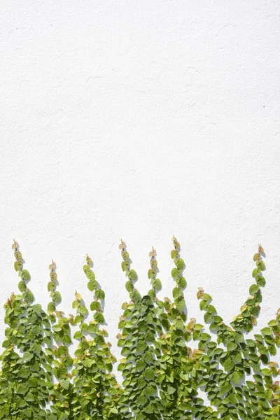 Ficus pumila klimmen op witte muur — Stockfoto