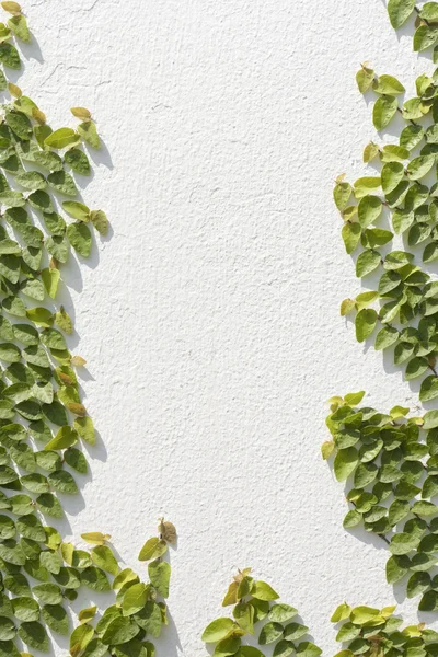 Ficus pumila auf weißer Wand klettern — Stockfoto