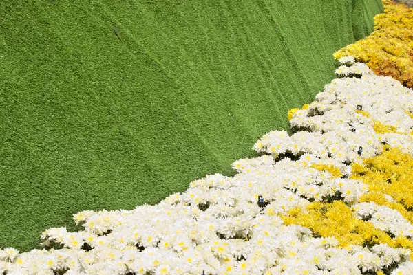 Aster flores con fondo verde . —  Fotos de Stock