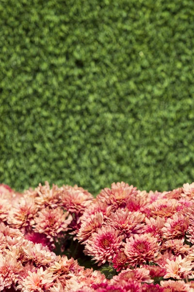 Aster Blumen mit grünem Hintergrund. — Stockfoto