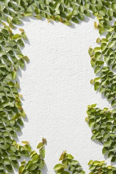 Climbing Ficus pumila on white wall — Stock Photo, Image