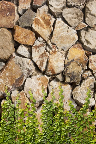 Ficus pumila taş duvara tırmanma — Stok fotoğraf