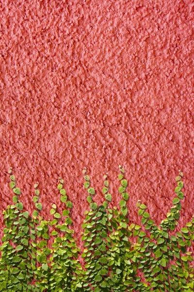 Escalade Ficus pumila sur mur rouge — Photo