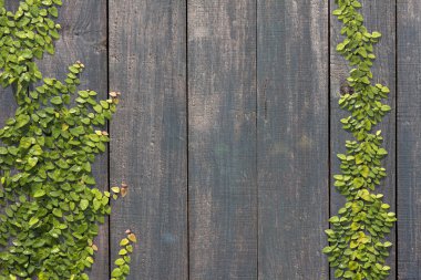 ahşap duvar tırmanma ficus pumila