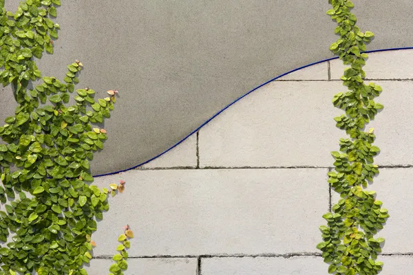 Escalada Ficus pumila na parede de concreto — Fotografia de Stock