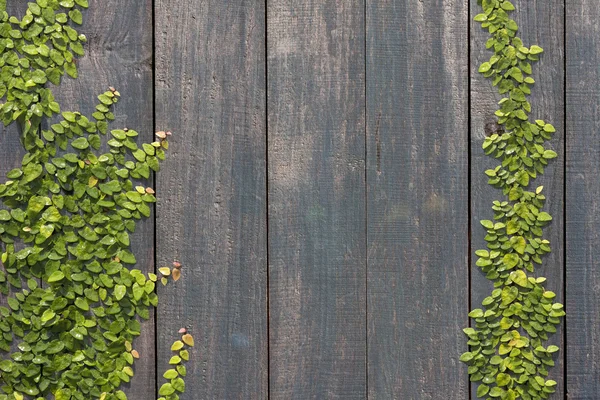 Climbing Ficus pumila on wood wall — Stock Photo, Image