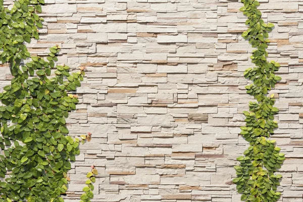 Піщана кам'яна стіна з лозою — стокове фото
