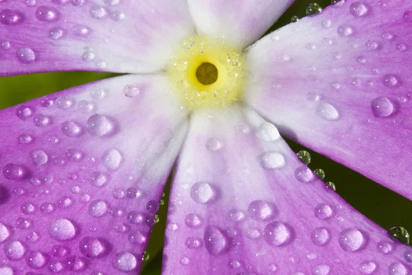 Vinca com gotas de orvalho . — Fotografia de Stock