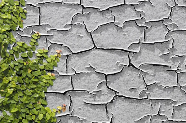 Climbing Ficus pumila on paint peeling off of a wall — Stock Photo, Image