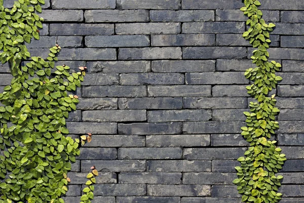 Muro di pietra scura con vite — Foto Stock