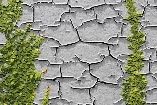 Hegymászó Ficus pumila peeling le a fal festék — Stock Fotó